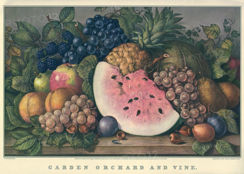 Garden Orchard And Vine