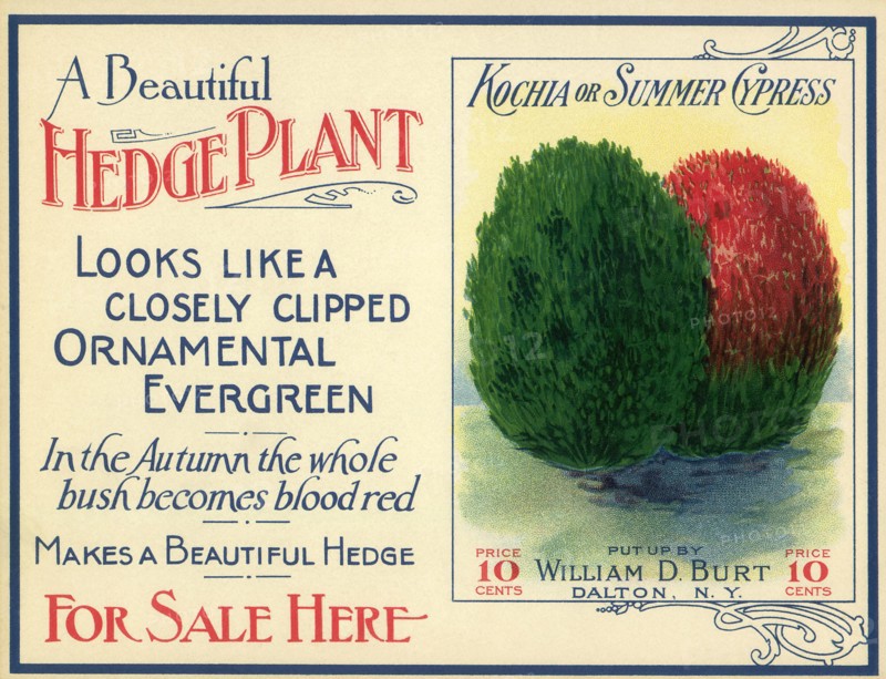 Green and Red Hedge Plant