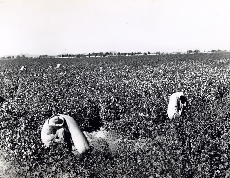 Migrant workers picking cotton
