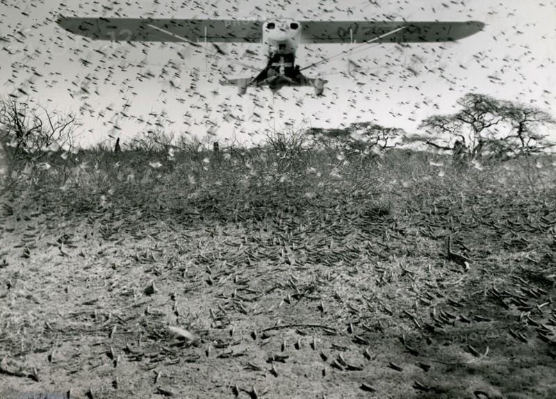Ethiopia, 1953 - Crop-devouring locusts, in fledgling stage, are being sprayed in the Ogaden desert by US planes and pilots as part of international technical cooperation.