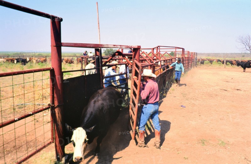 Authentic American Cowboys: 1990s Cowboys in the American west during spring branding time on a ranch near Clarendon Texas circa 1998. .