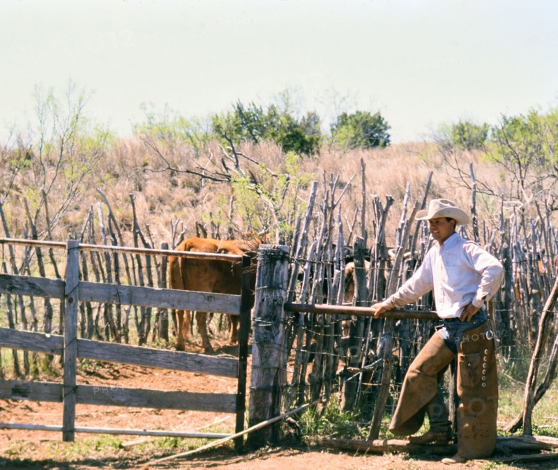 Authentic American Cowboys: 1990s Cowboys in the American west during spring branding time on a ranch near Clarendon Texas circa 1998. .
