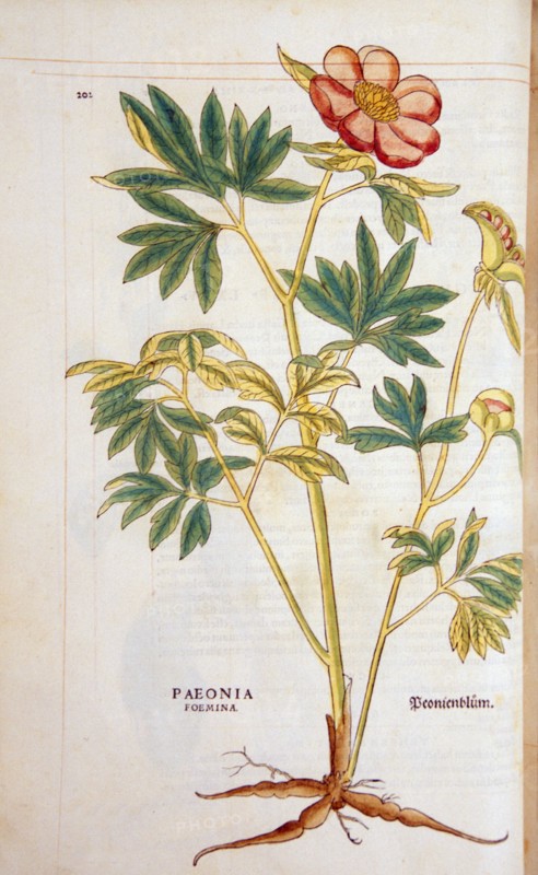 Hand-colored woodcut of the poeny plant, showing the stalks, leaves, flowers, bulbs, and roots circa 1542.
