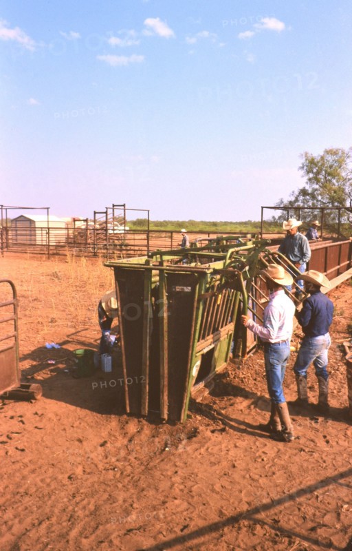 Authentic American Cowboys: 1990s Cowboys in the American west during spring branding time on a ranch near Clarendon Texas circa 1998. .