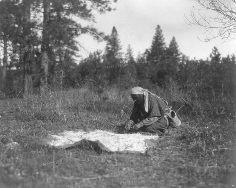 Edward S. Curits Native American Indians - Woman kneeling on ground, blanket spread out and covered with roots circa 1909 or 1910.