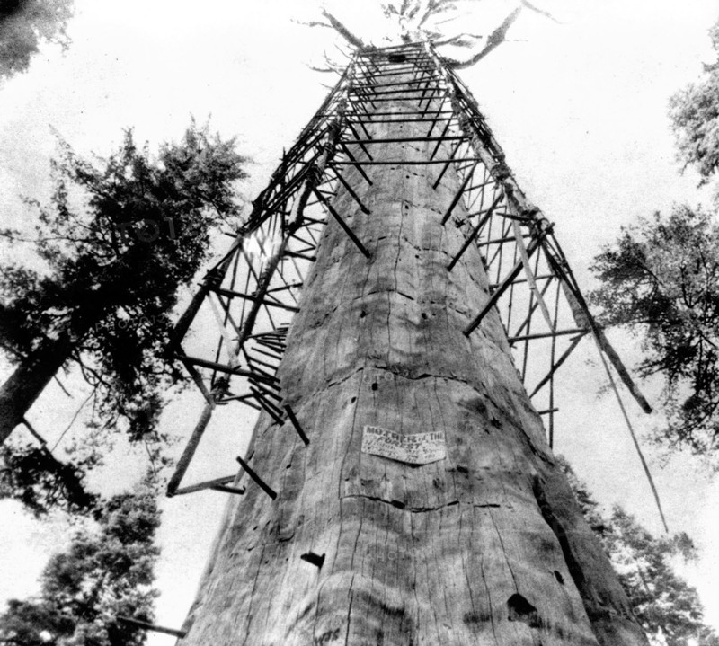 California History - The Mother of the Forest, 305 ft high giant tree; 63 ft circumference--near view - Calaveras County circa 1866.