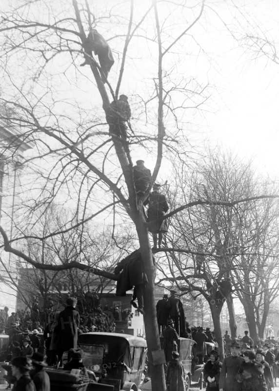 People climbing a tree to watch welcome home parade for Woodrow Wilson circa 1919.