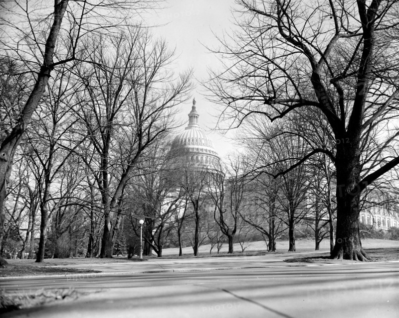 U.S. Capitol building seen through barren trees circa 1939.