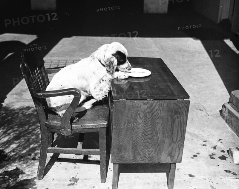 Dog sitting at a desk eating circa 1934.