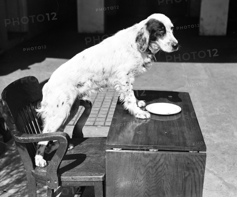 Dog standing on chair and desk circa 1934.