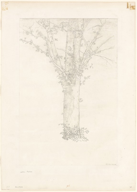 1892 Art Work -  Tree -  Odilon Redon.