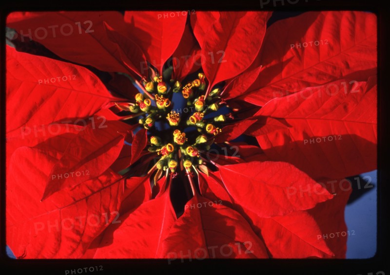 Close-up of Poinsettia