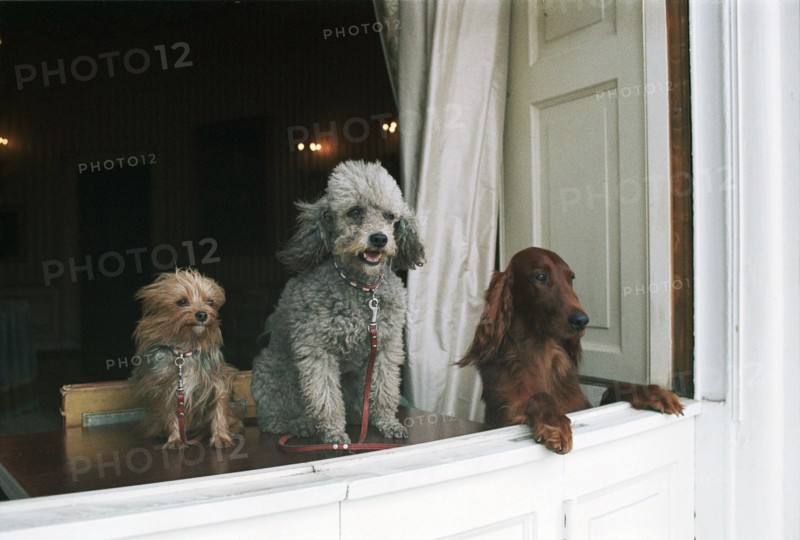 Presidential Pets.