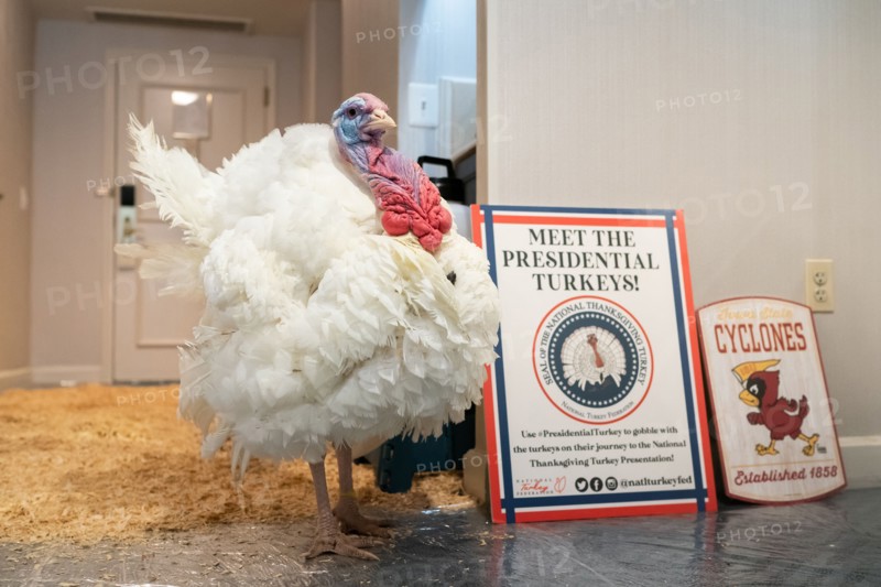 The Presidential Turkeys arrive at The Willard Hotel in Washington