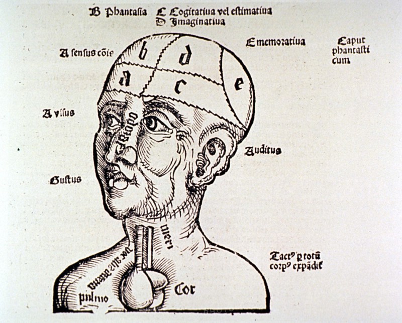 Human head and shoulders