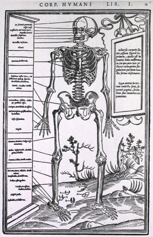 Anatomy of a skeleton
