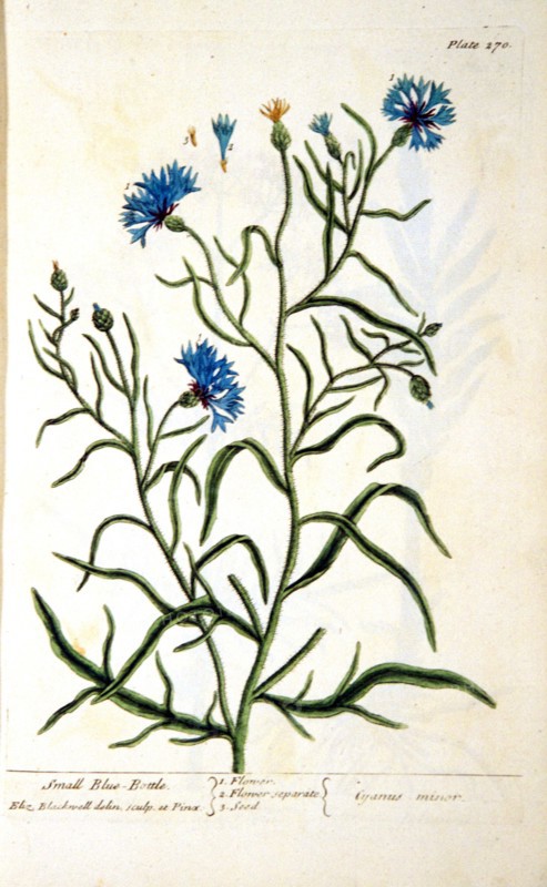 Small blue-bottle / Cyanus minor