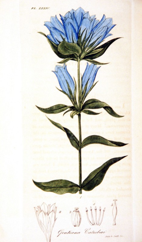 Gentiana catesbaei