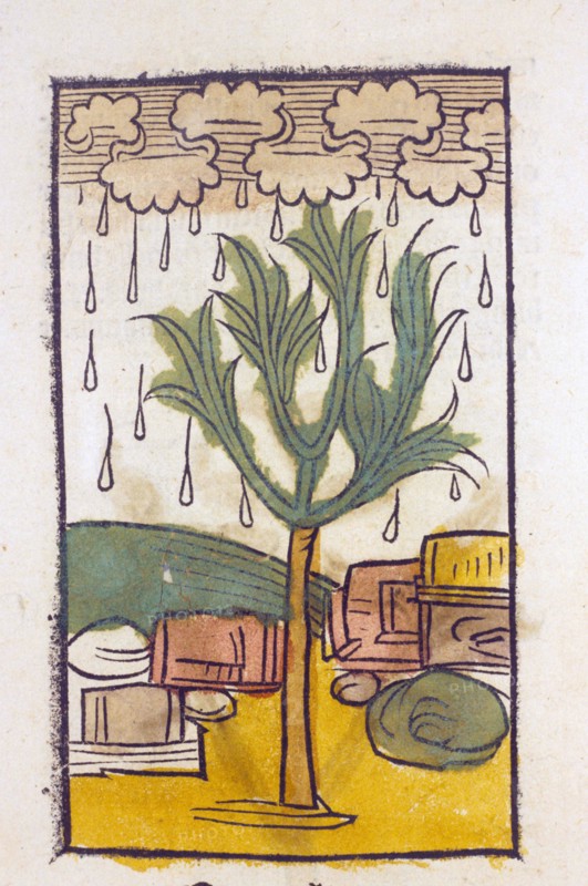 Manna Tree
