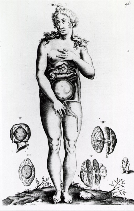 Obstetrics: Anatomy of female figure
