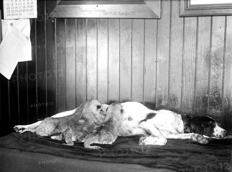 Three lion cubs