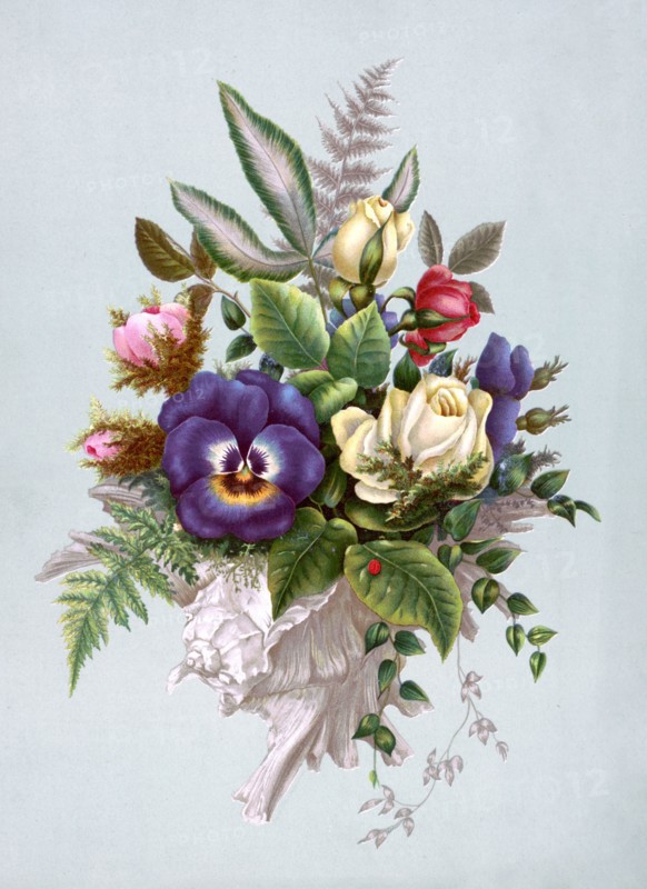 19th century illustrations