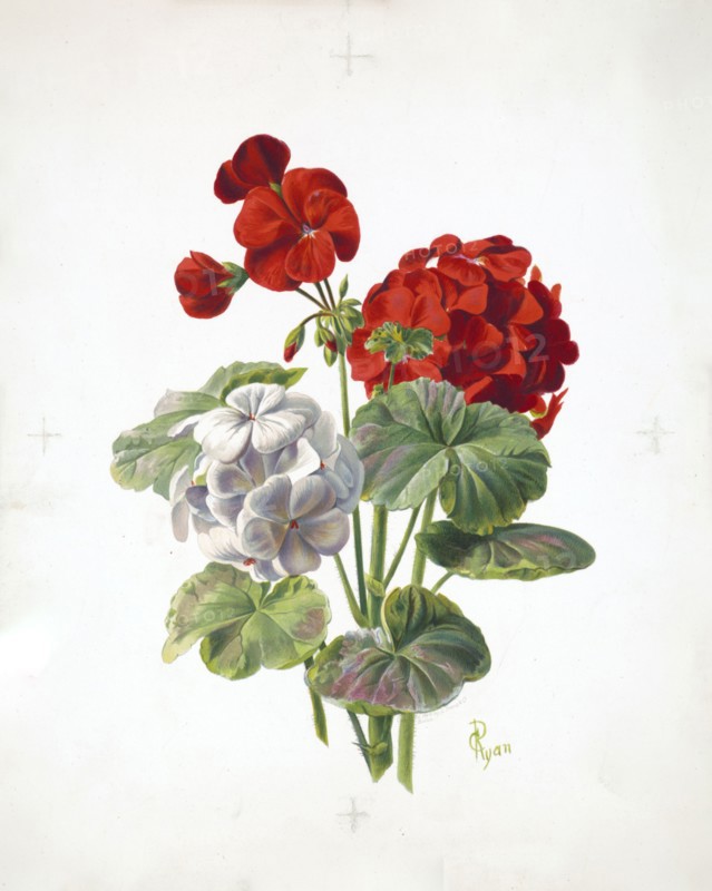 19th century illustrations