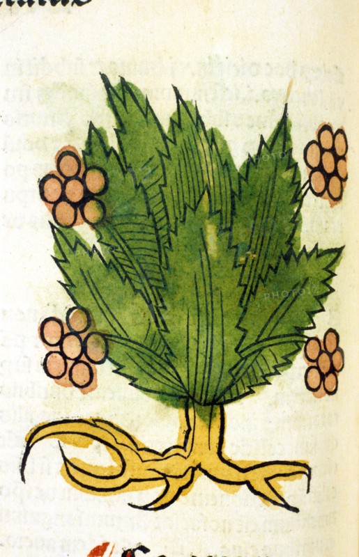 Saliunca ca. 1491
