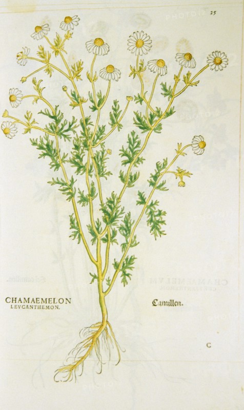 Chamaemelon levcanthemon / Camillen ca. 1542