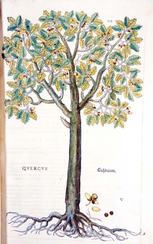 Quercus / Eichbaum ca. 1542