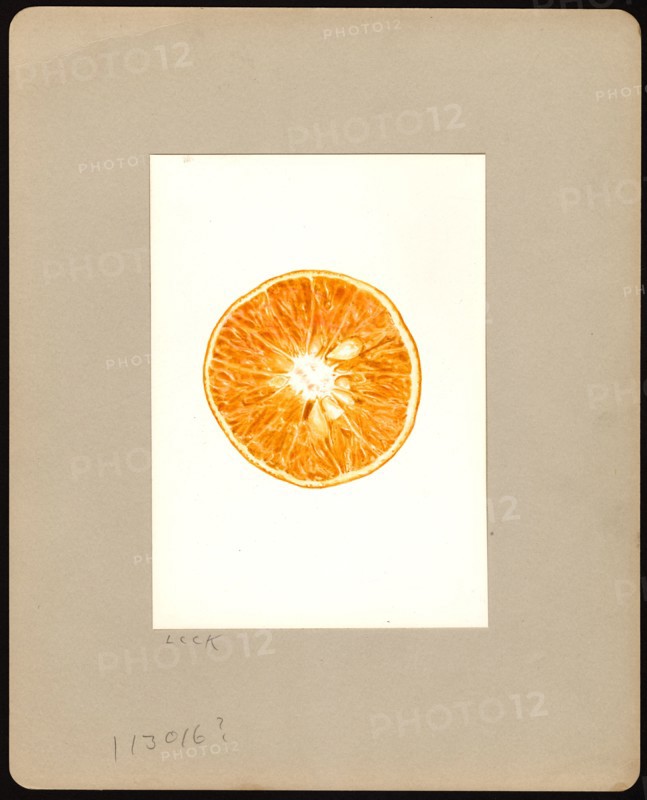 Watercolor Image of tangelos (scientific name: Citrus tangelo)