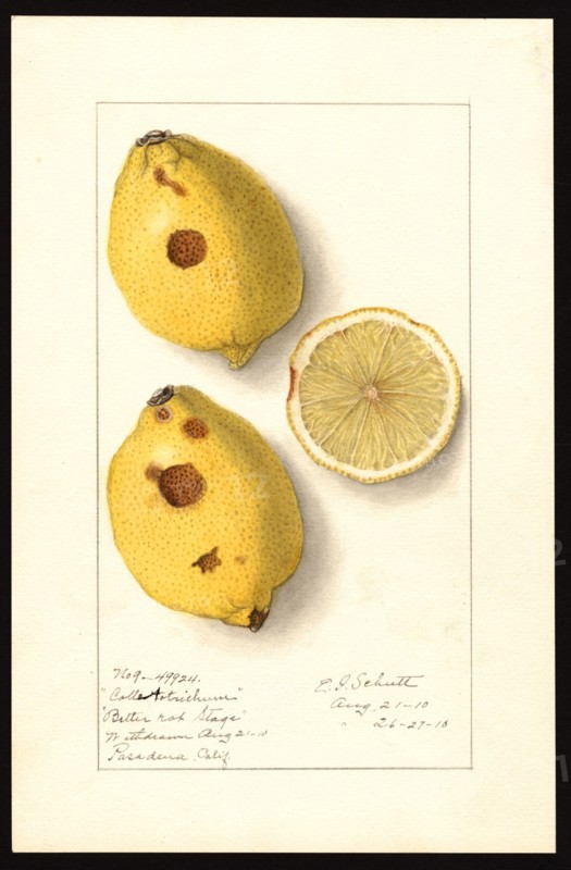 Watercolor Image of lemons (scientific name: Citrus limon), with this specimen originating in Pasadena, Los Angeles County ca. 26 August 1910