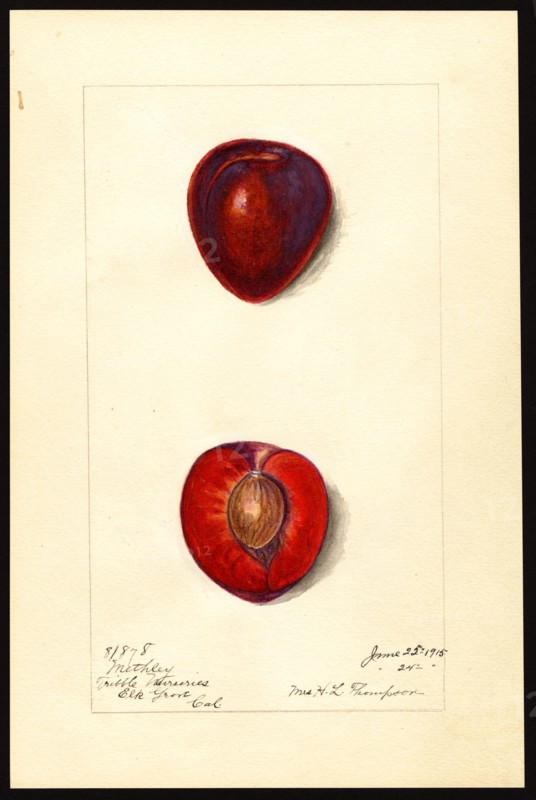 Watercolor Image of plums (scientific name: Prunus domestica) ca. 25 June 1915