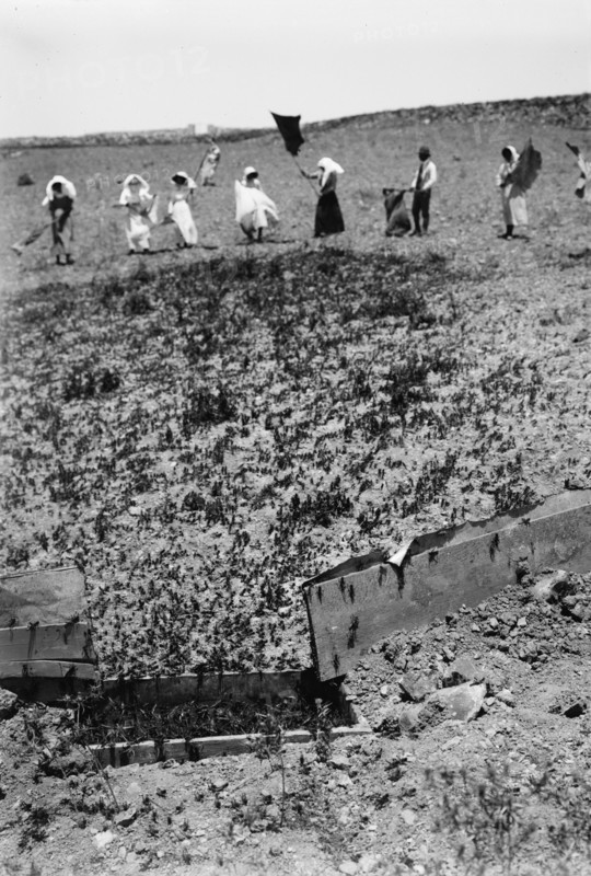 The terrible plague of locusts in Palestine, March-June 1915. Locusts entering the trap. ca. 1915