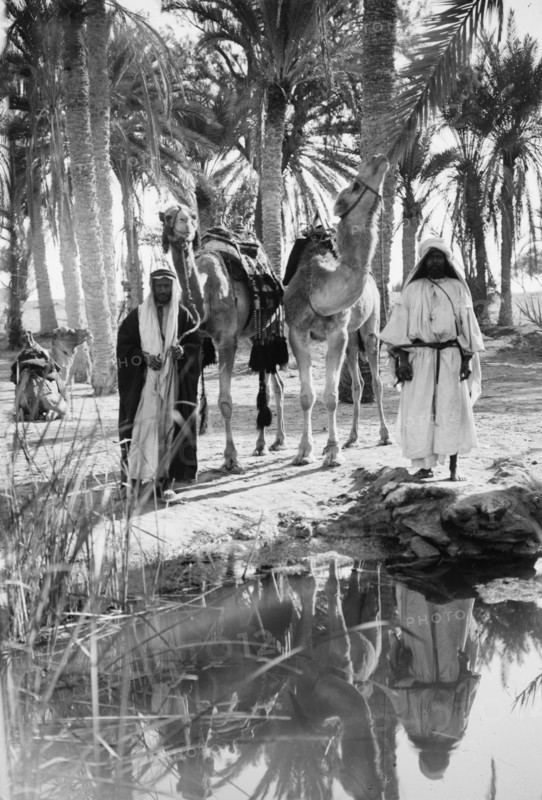 Arab men with their camels at an oasis, the Springs of Moses ca. 1900