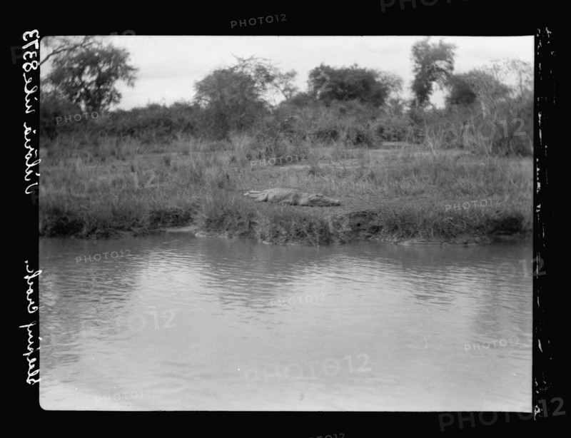 Large crocodile asleep on the bank of the Victoria Nile River in Uganda ca. 1936