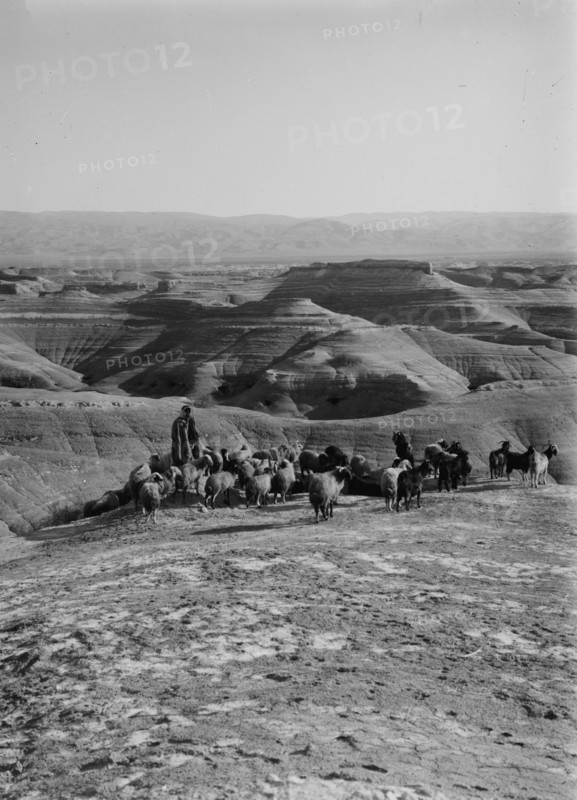 Shepherd with his flock of sheep in middle east ca. 1900