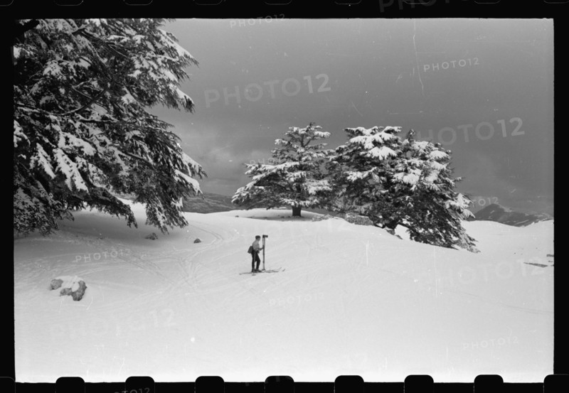 A skier observing the snow in Lebanon, with cedar  trees surrounding the area ca. 1946