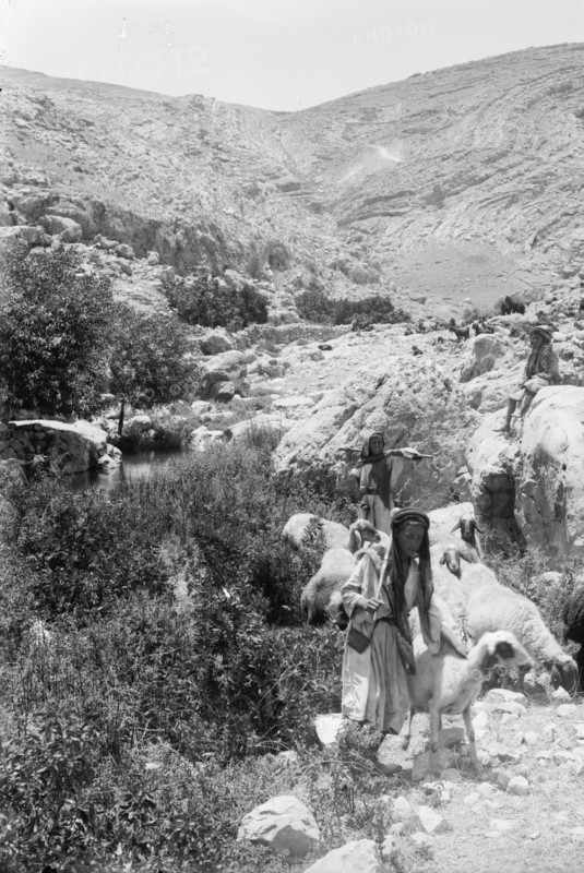 Sheep and shepherd at Ain Farah, Ein Farah or 'Ayn Fara ca. between 1898 and 1946