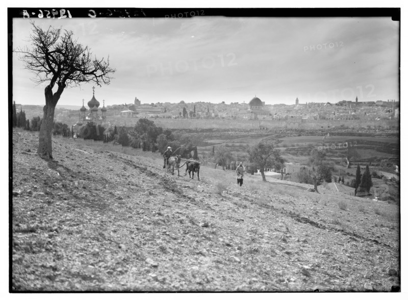 Church of Magdalene and Jerusalem as seen from the slopes of Mt. Olivet, man plowing behind a mule ca. between 1940 and 1946