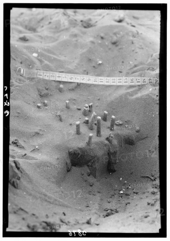During the locust plagues in Palestine, here is seen a group of egg tubes which have been exposed by shifting sands ca. 1930