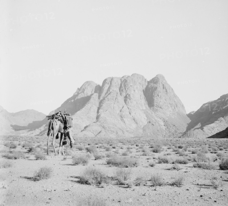 Camel without a rider in the foreground with a distant view of Ras Safsaf (biblical Mount Horeb) in Egypt ca. 1900