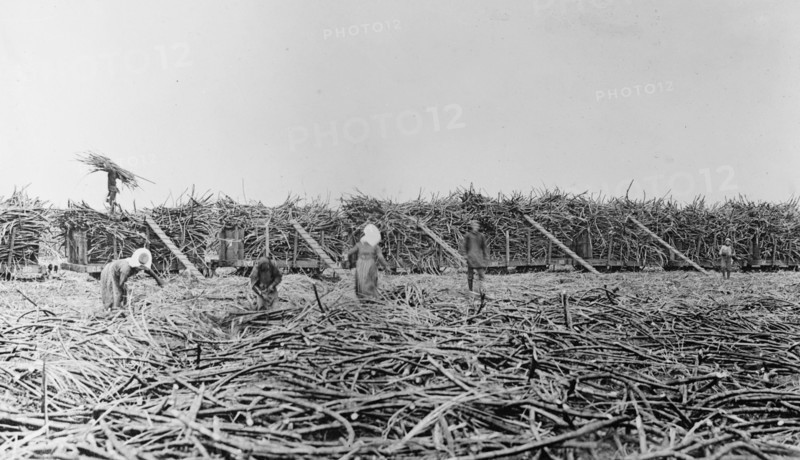 Workers gathering sugar cane, Hawaiian Islands ca.  between 1910 and 1920