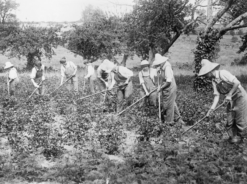 Women farmers using hoes in a field ca.  between 1910 and 1920