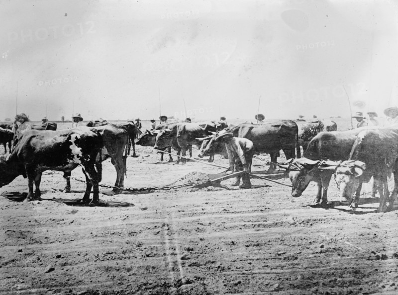 Workers leveling a cane field, Peru ca.  between 1910 and 1935