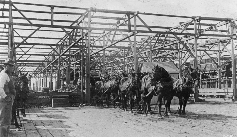 Food Administration sugar, receiving beets in factory shed, Oxnard, [California], factory ca.  between 1910 and 1920