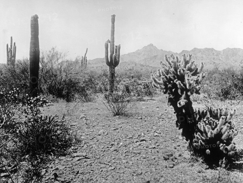 Salt River Project, tall cactus, Sauguro Cactus, Phoenix, Ariz. ca.  between 1910 and 1935