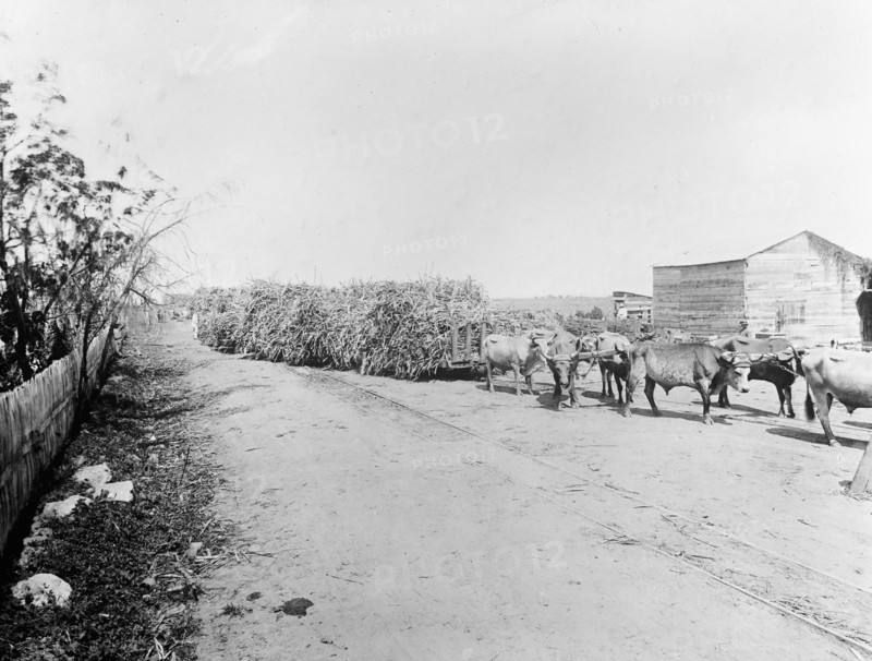 Puerto Rico, West Indies, 7 Central Machete, Oxen pulling wagons ca.  between 1910 and 1920