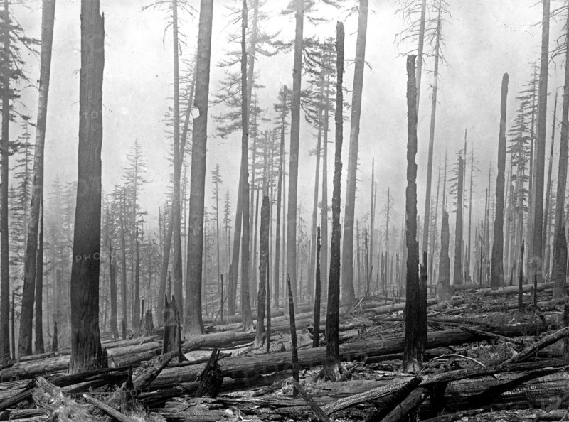 Oregon National Forest. Aftermath of a forest fire ca. between 1909 and 1920