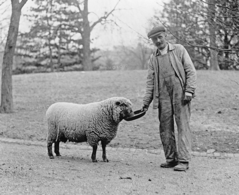 Man with a White House sheep ca. 1909